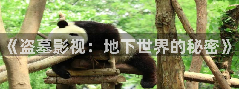 51视频在线色：《盗墓影视：地下世界的秘密》